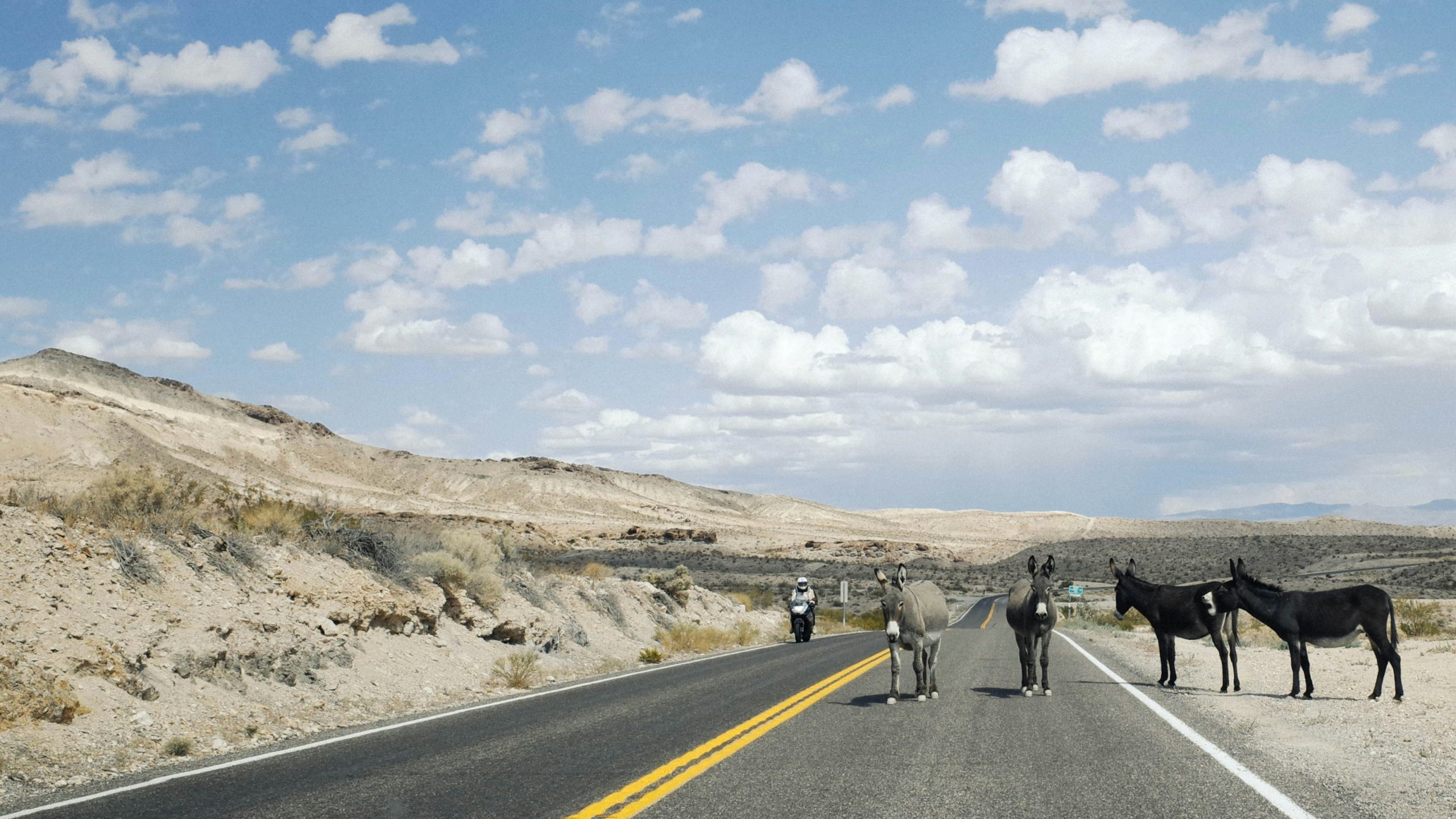 Three wild donkeys on an open asphalt road in a desert landscape with rolling hills and white clouds.